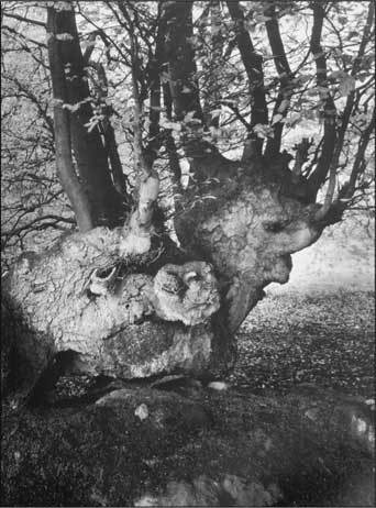 Стоунхендж Третьего рейха - i_014.jpg