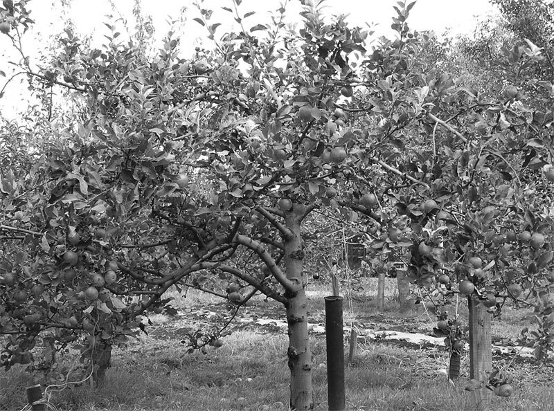 Ваш сад: как добиться максимального урожая = Садовая смекалка - i_020.jpg