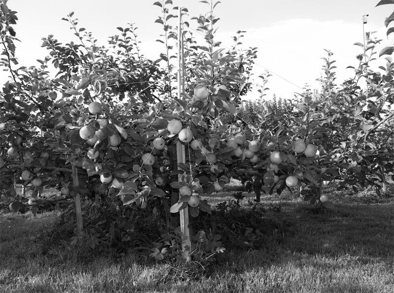 Ваш сад: как добиться максимального урожая = Садовая смекалка - i_021.jpg