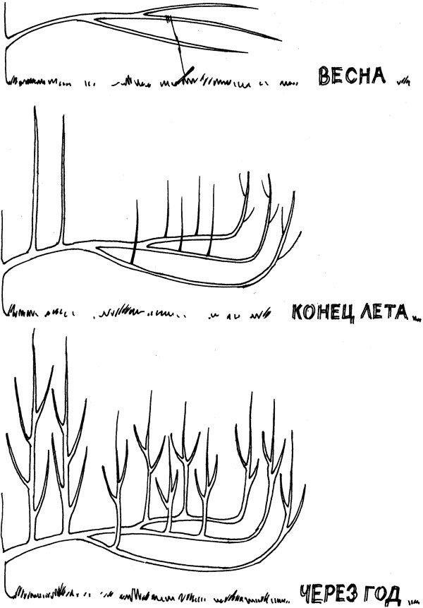 Ваш сад: как добиться максимального урожая = Садовая смекалка - i_022.jpg