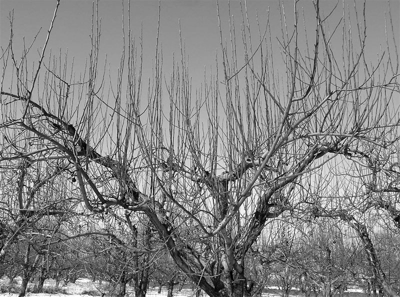 Ваш сад: как добиться максимального урожая = Садовая смекалка - i_023.jpg