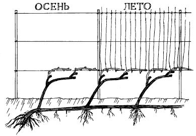 Виноград. Секреты виноградарей севера и юга России - i_003.jpg