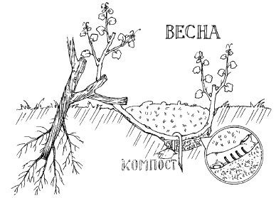 Виноград. Секреты виноградарей севера и юга России - i_004.jpg