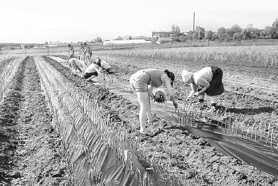 Виноград. Секреты виноградарей севера и юга России - i_019.jpg
