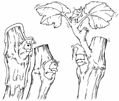 Виноград. Секреты виноградарей севера и юга России - i_024.jpg