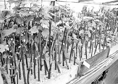 Виноград. Секреты виноградарей севера и юга России - i_027.jpg