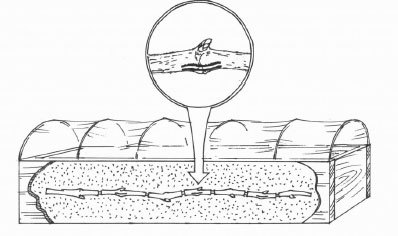 Виноград. Секреты виноградарей севера и юга России - i_031.jpg