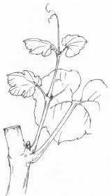 Виноград. Секреты виноградарей севера и юга России - i_035.jpg