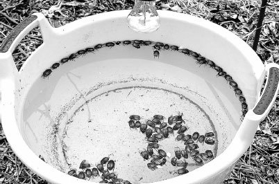 Как избавиться от вредителей и болезней, не навредив себе - i_007.jpg