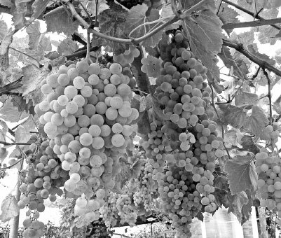 Как избавиться от вредителей и болезней, не навредив себе - i_011.jpg