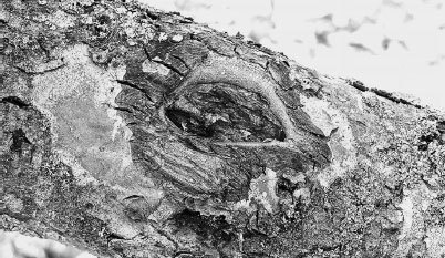 Как избавиться от вредителей и болезней, не навредив себе - i_016.jpg