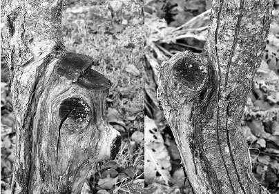 Как избавиться от вредителей и болезней, не навредив себе - i_017.jpg