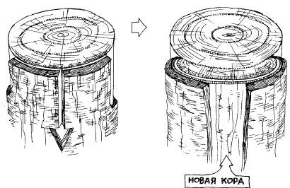 Как избавиться от вредителей и болезней, не навредив себе - i_018.jpg