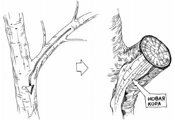 Как избавиться от вредителей и болезней, не навредив себе - i_019.jpg