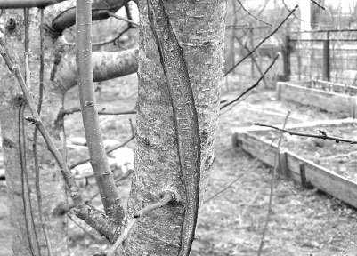 Как избавиться от вредителей и болезней, не навредив себе - i_020.jpg