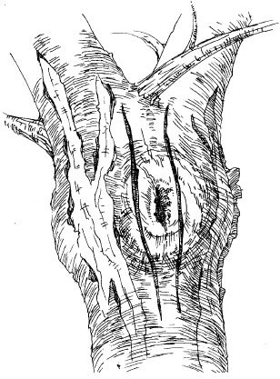 Как избавиться от вредителей и болезней, не навредив себе - i_021.jpg