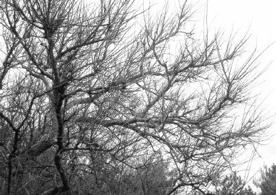 Как избавиться от вредителей и болезней, не навредив себе - i_022.jpg