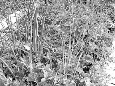 Как избавиться от вредителей и болезней, не навредив себе - i_023.jpg