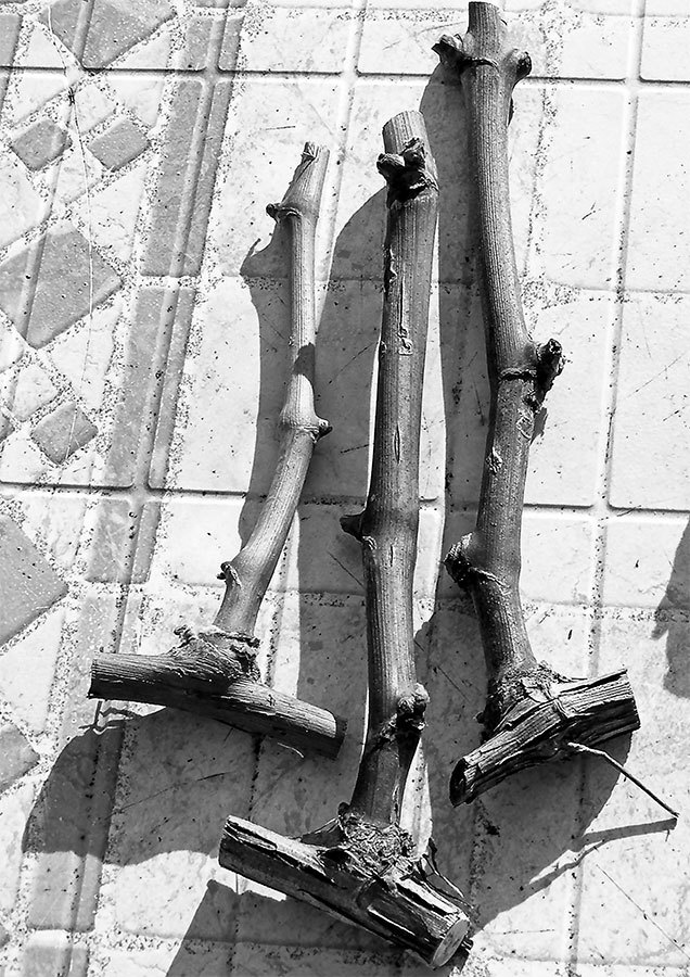 Новейшая энциклопедия выращивания винограда - _11.jpg