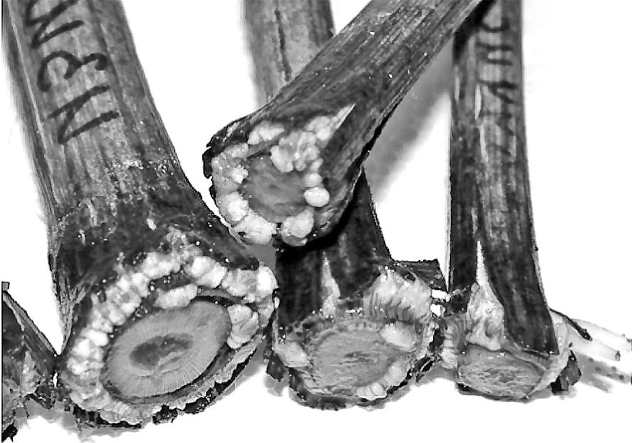 Новейшая энциклопедия выращивания винограда - _19.jpg