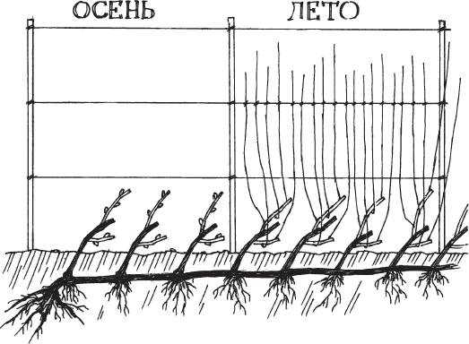 Новейшая энциклопедия выращивания винограда - _5.png