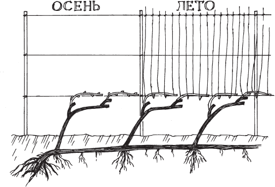 Новейшая энциклопедия выращивания винограда - _6.png