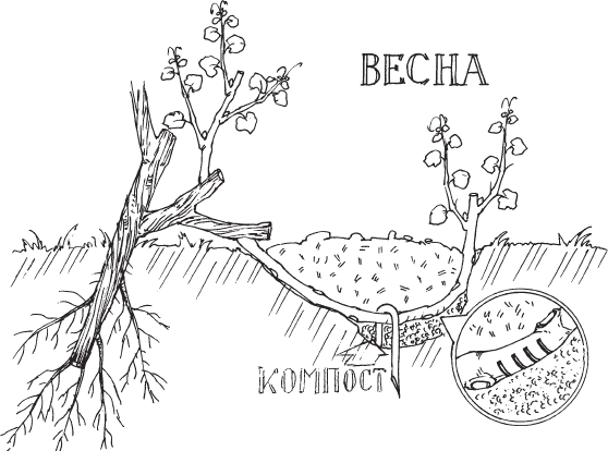 Новейшая энциклопедия выращивания винограда - _7.png