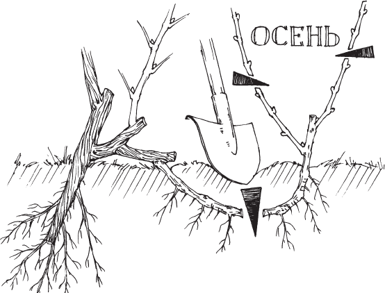 Новейшая энциклопедия выращивания винограда - _8.png