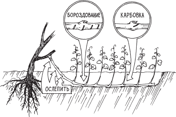 Новейшая энциклопедия выращивания винограда - _9.png