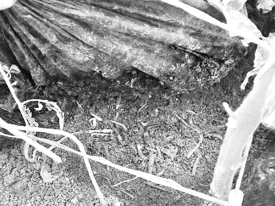 Самая полная энциклопедия по саду и огороду - _12.jpg