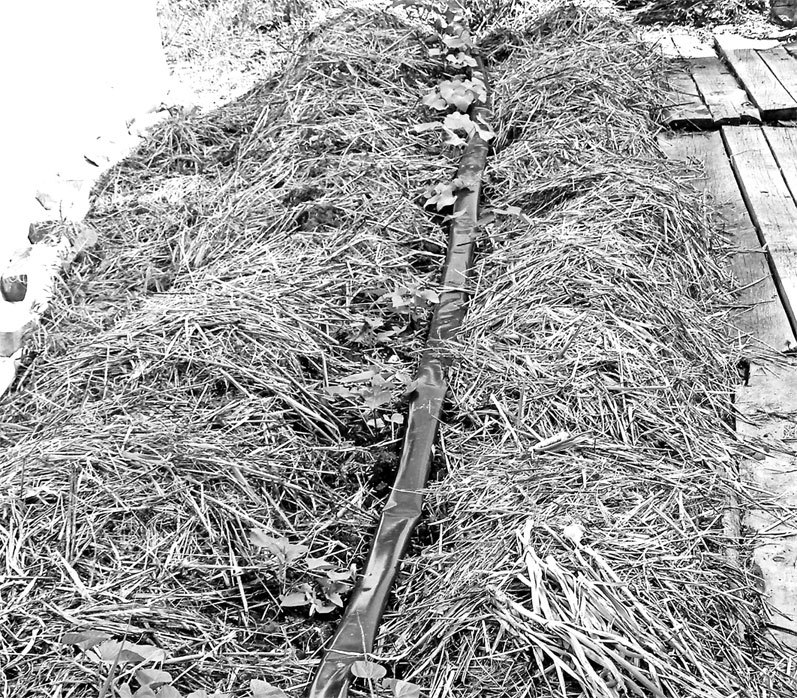 Самая полная энциклопедия по саду и огороду - _14.jpg