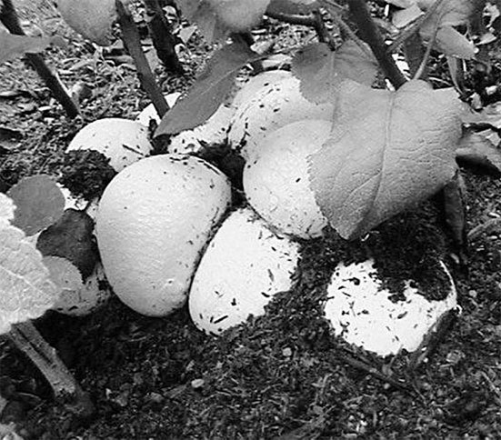 Самая полная энциклопедия по саду и огороду - _16.jpg