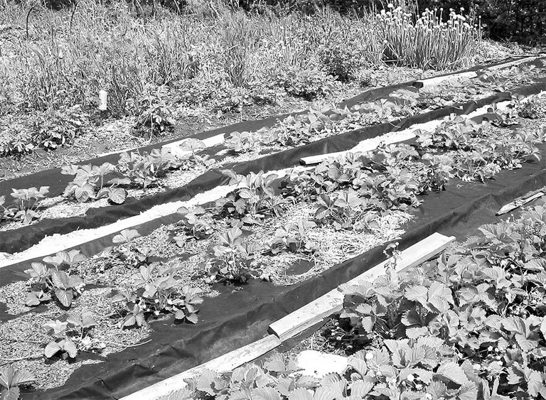 Самая полная энциклопедия по саду и огороду - _18.jpg