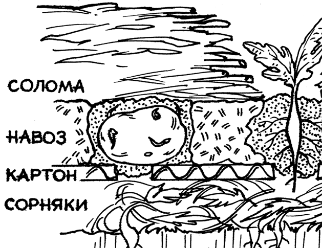 Самая полная энциклопедия по саду и огороду - _21.png