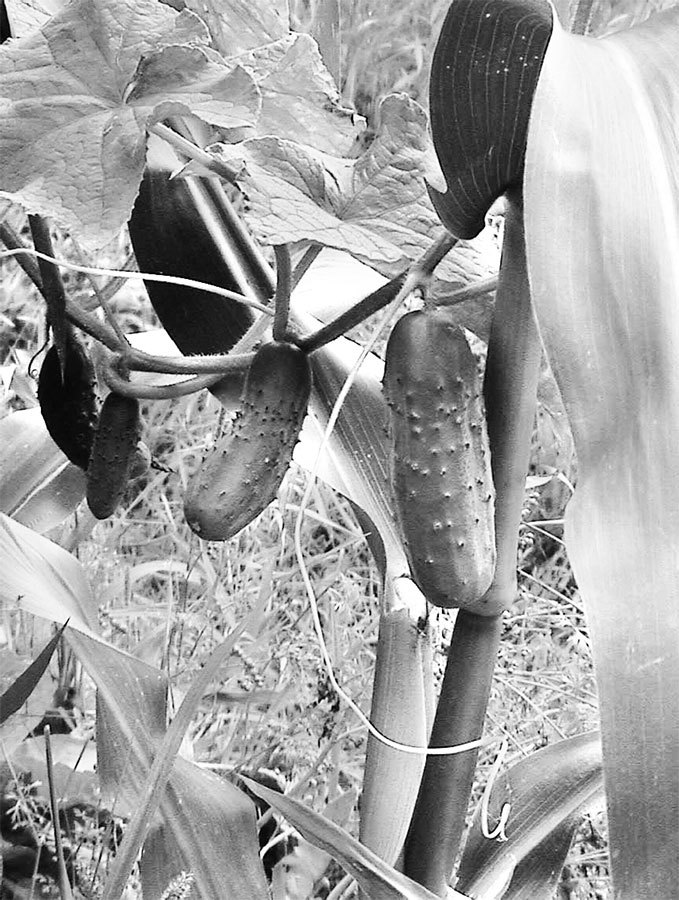 Самая полная энциклопедия по саду и огороду - _24.jpg