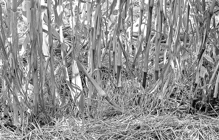 Самая полная энциклопедия по саду и огороду - _25.jpg