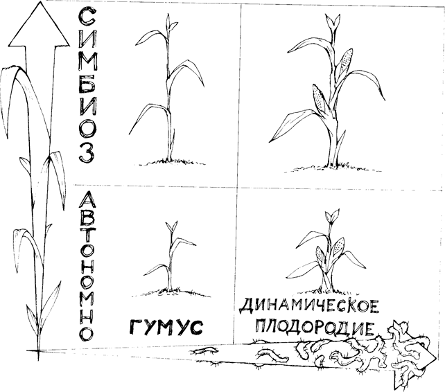 Самая полная энциклопедия по саду и огороду - _37.png