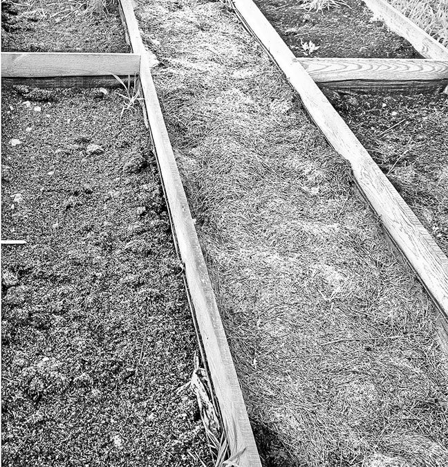 Самая полная энциклопедия по саду и огороду - _46.jpg