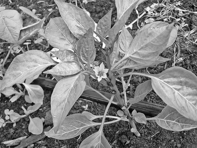 Самая полная энциклопедия по саду и огороду - _100.jpg