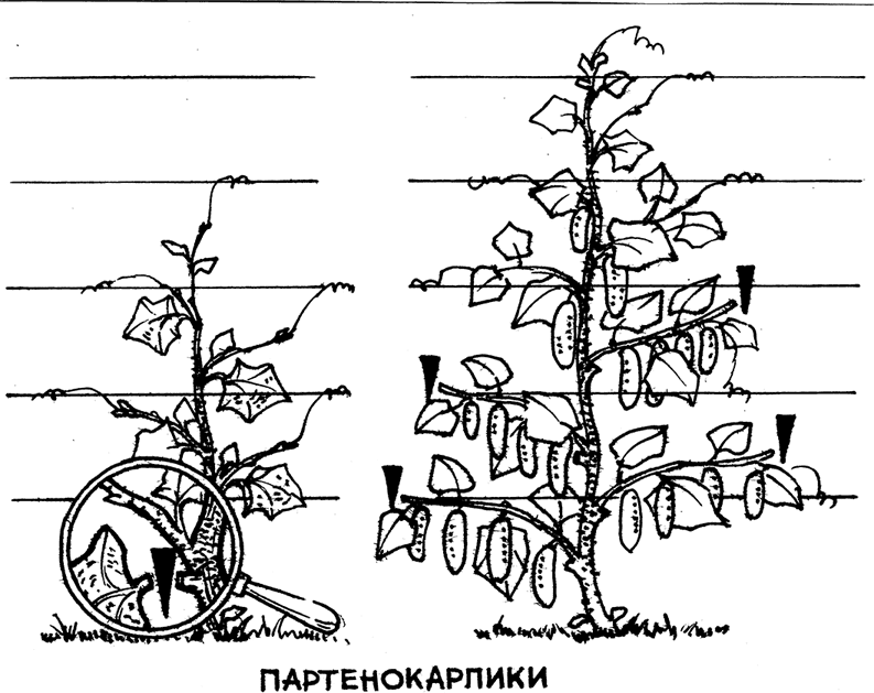 Самая полная энциклопедия по саду и огороду - _101.png