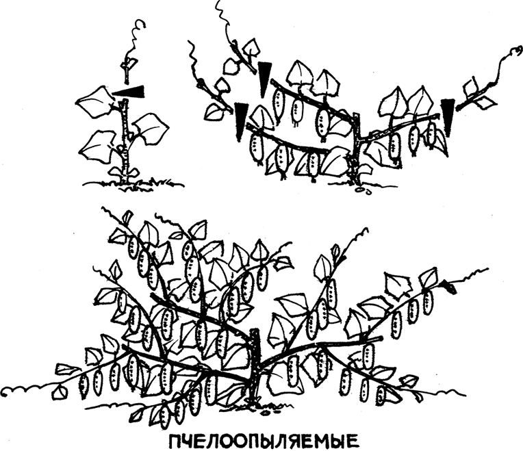 Самая полная энциклопедия по саду и огороду - _102.png
