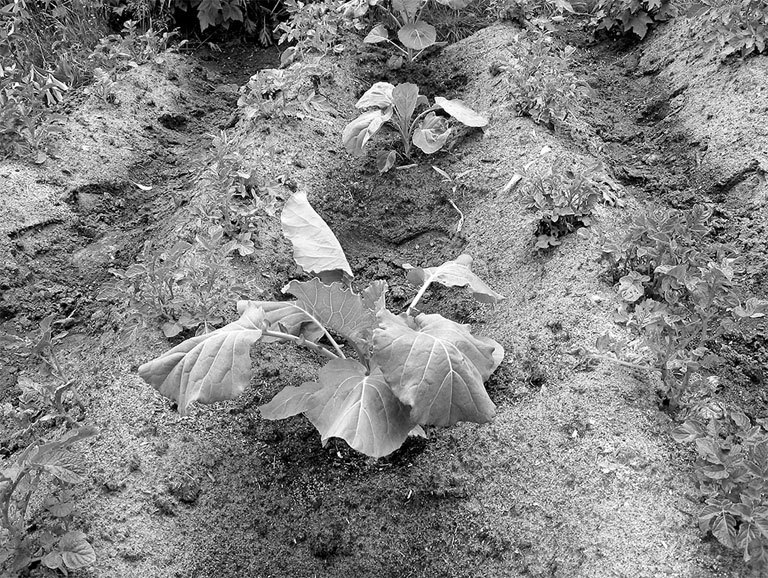 Самая полная энциклопедия по саду и огороду - _82.jpg