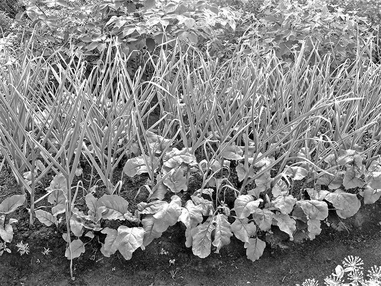 Самая полная энциклопедия по саду и огороду - _83.jpg