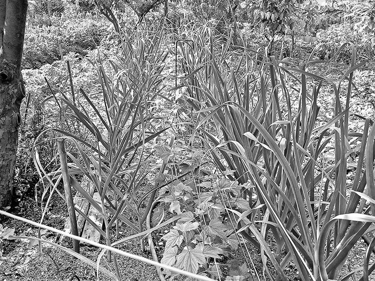 Самая полная энциклопедия по саду и огороду - _84.jpg