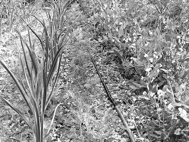 Самая полная энциклопедия по саду и огороду - _85.jpg