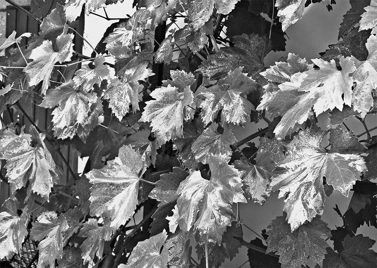 Самая полная энциклопедия по саду и огороду - _94.jpg