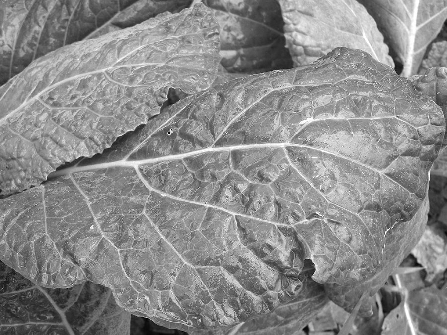 Самая полная энциклопедия по саду и огороду - _96.jpg