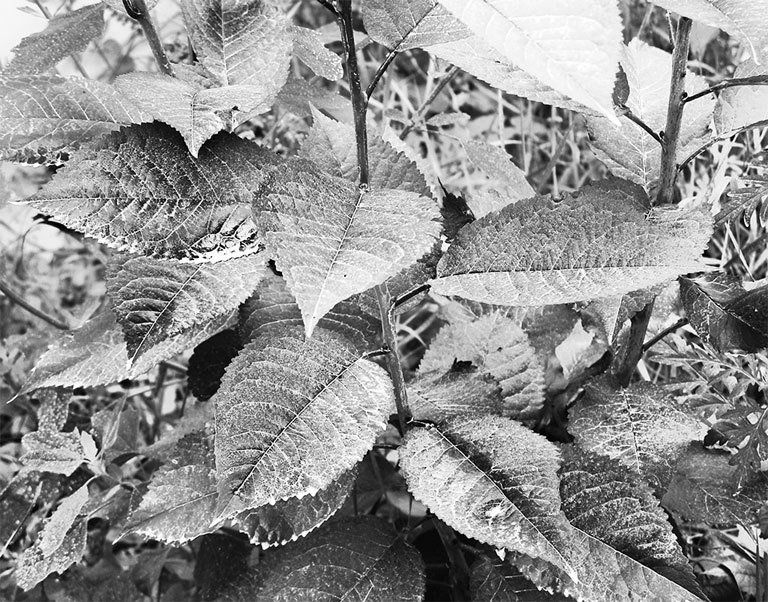 Самая полная энциклопедия по саду и огороду - _97.jpg