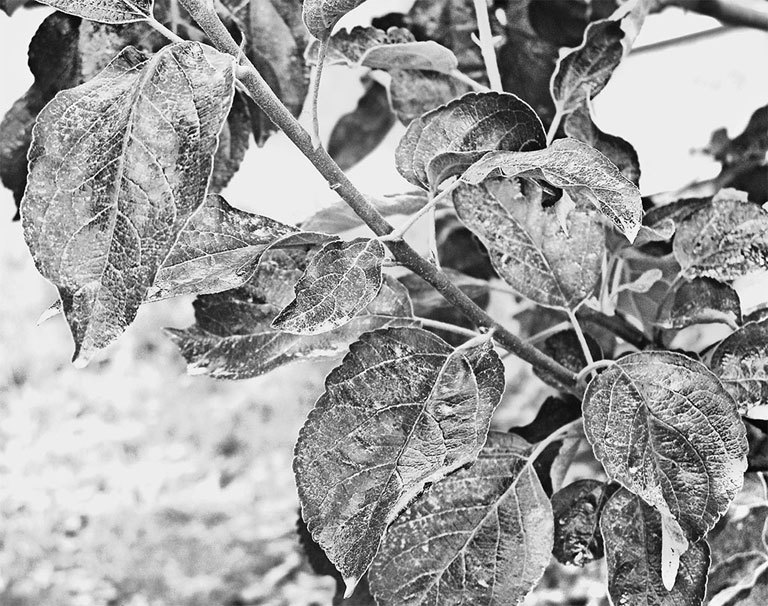 Самая полная энциклопедия по саду и огороду - _98.jpg