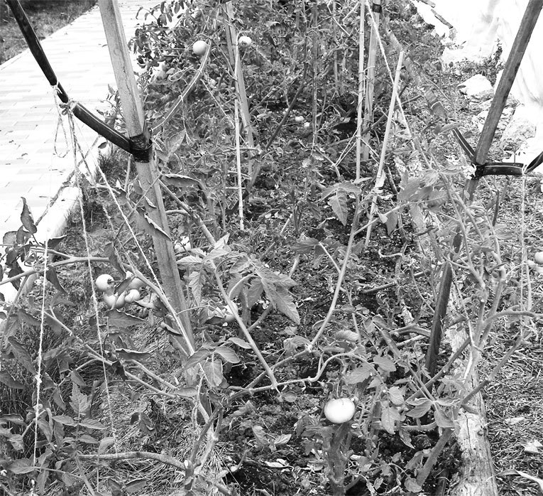 Самая полная энциклопедия по саду и огороду - _99.jpg